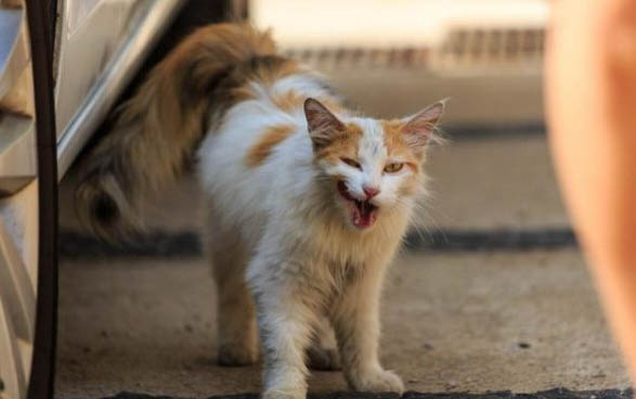 闹猫一般多长时间结束