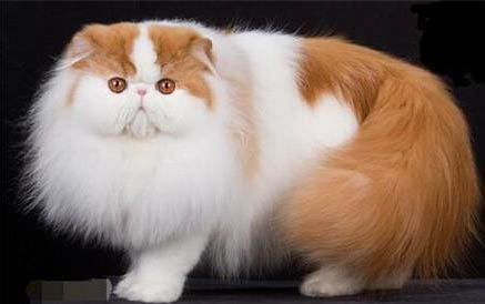 两个月的小猫老是咬人怎么回事