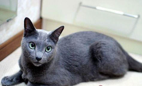 流浪猫进家会有什么预兆