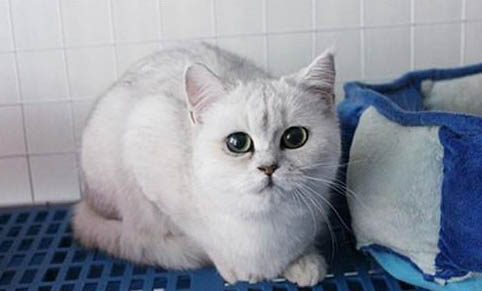 猫咪背上毛囊炎怎么治