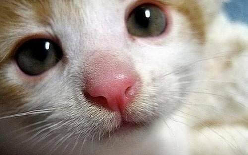 猫咪耳螨和耳垢的区别