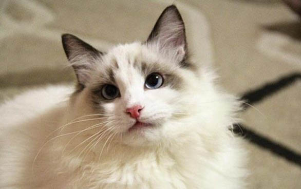 布偶猫粘人吗