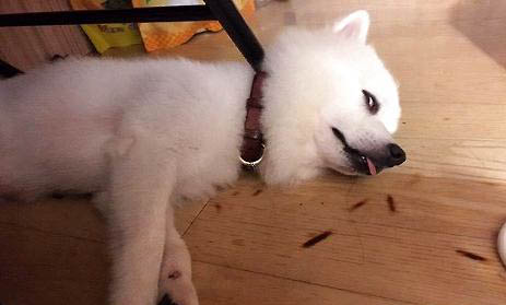 小狗身上的跳蚤怎么消灭