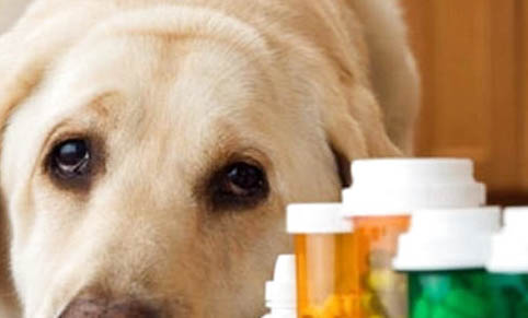猫狗狂犬病的潜伏期是多久