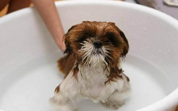 给小狗狗洗澡怎么洗好