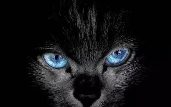 猫咪惊吓过度怎么办