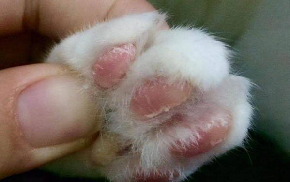 猫咪可以空运吗