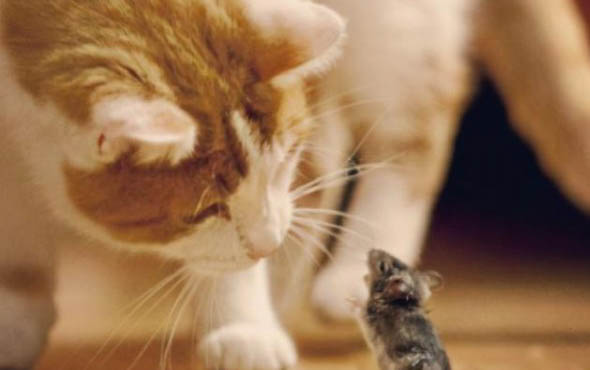 猫咪口腔炎的治疗方法