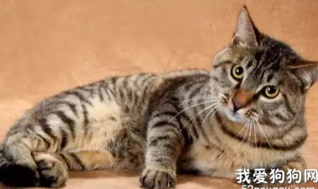 中华田园猫有哪些品种