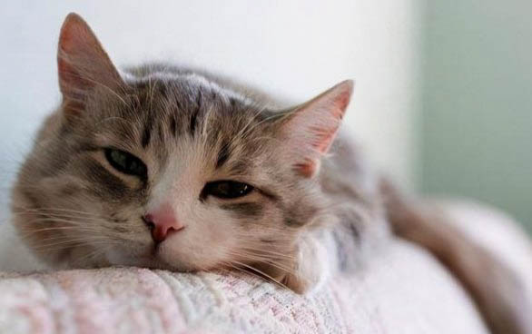 小猫脐带多久才脱落