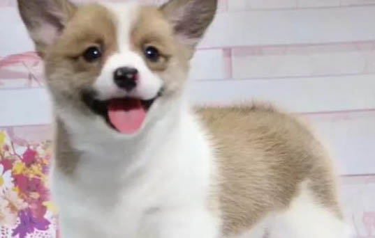 狗狗得了犬副流感可以吃东西吗