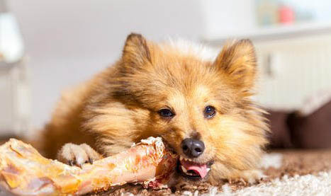狗狗黄疸肝炎可以吃什么食物