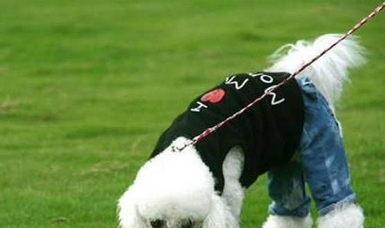 贵宾犬一次吃多少狗粮