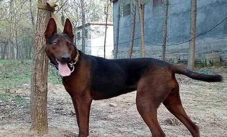 苏联红犬怎么看纯不纯?