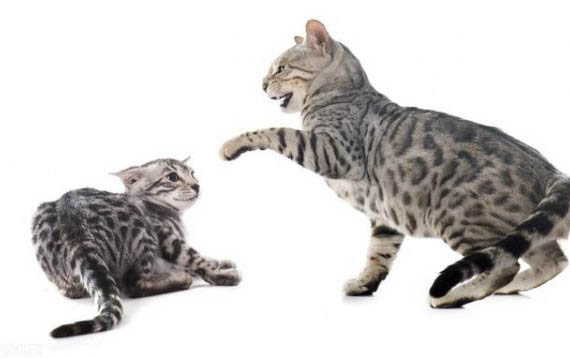 小猫吃酸奶会不会有事