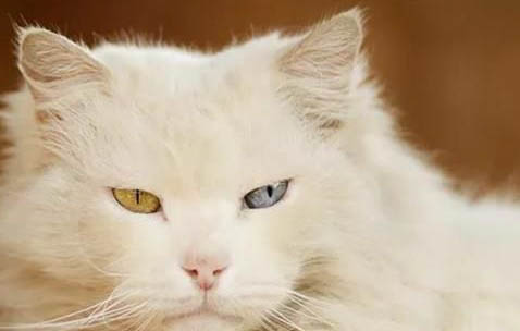 猫怀孕了还会叫春吗
