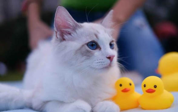 小猫能不能吃火腿肠