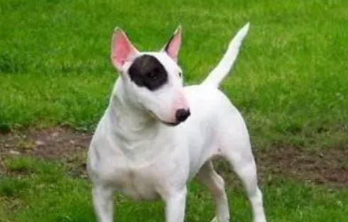 小猎梗犬哪里有卖