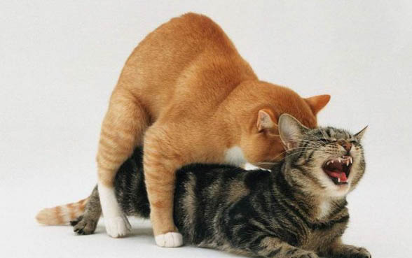 猫咪怕什么味