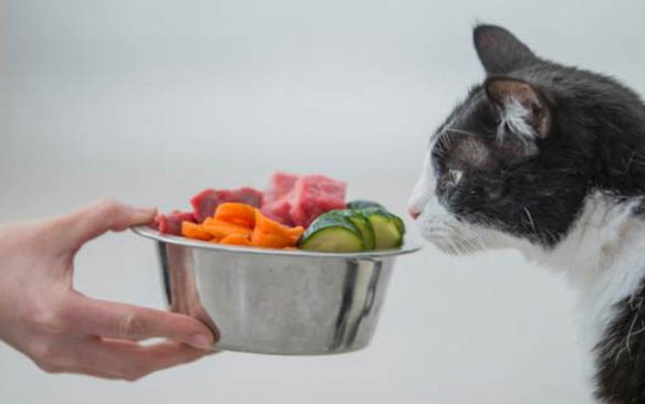 小猫除了吃猫粮还能吃什么食物
