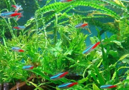 红绿灯鱼能繁殖吗
