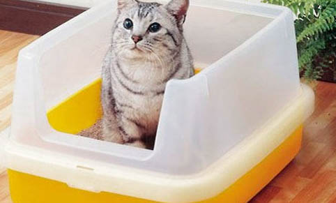 黄瓜可以给猫咪吃吗