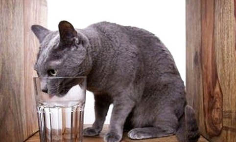 猫咪尿道口有白色分泌物