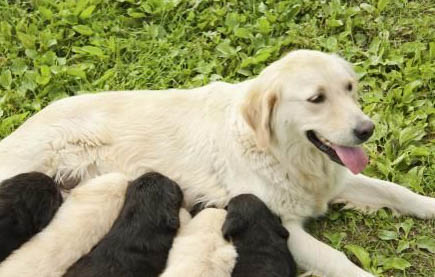 狗狗后腿突然瘸了还抖动