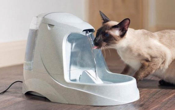 猫咪绝育多久才能恢复?