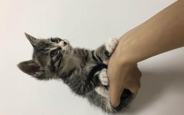猫蚤什么方法去除