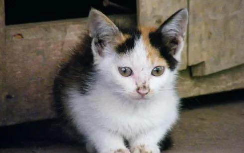 小猫什么时候可以断奶抱走