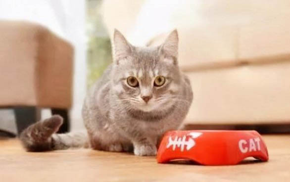 小猫老是咬人怎么办