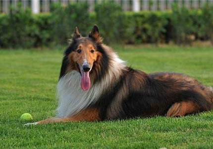 德国牧羊犬哪里有卖