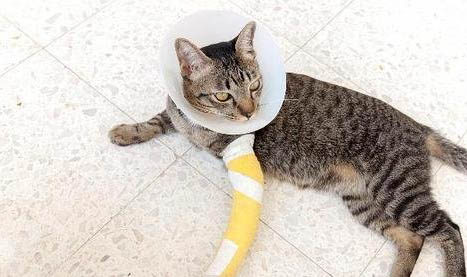 猫咪身上的寄生虫有哪些呢?