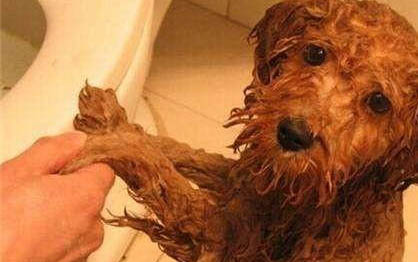 泰迪狗如何洗澡预防感冒