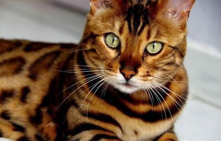 猫独自在家3天可以吗?