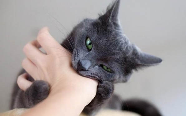 猫咪驱虫时间