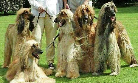 美国水猎犬有攻击性吗