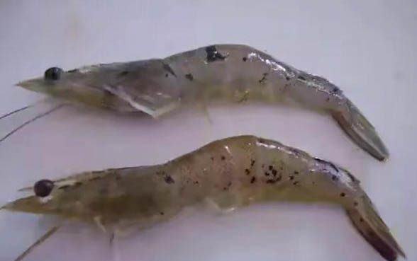 小猫拉稀不吃东西怎么办