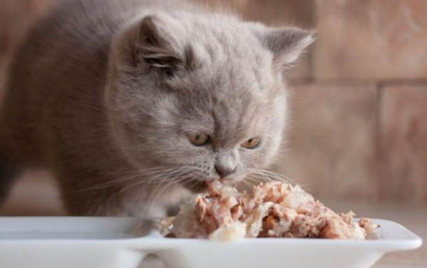 猫咪可以吃柚子果肉吗