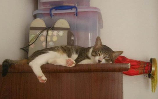 猫咪火车托运需要什么手续