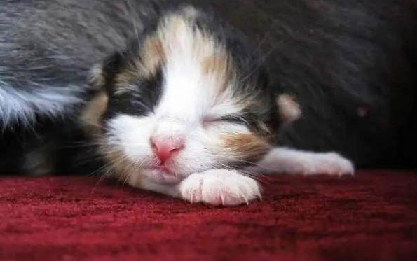猫咪不吃饭多久喂一次葡萄糖