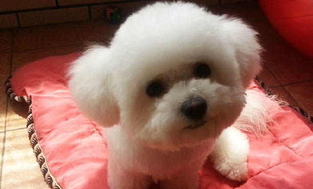 九子秋田犬有哪些狗