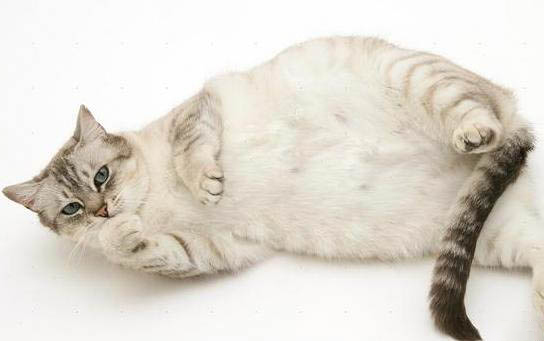 请问猫咪呕吐的原因及处理方法?