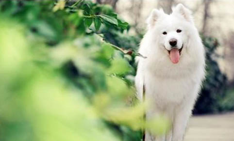 狗狗止痛药有哪些牌子