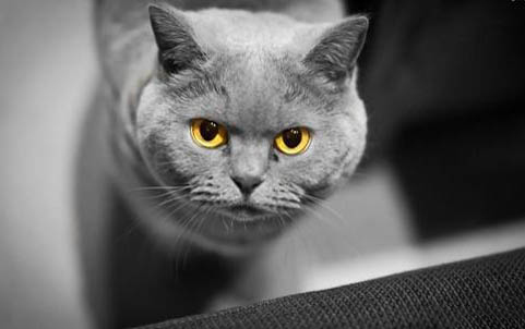 小猫一直打喷嚏但是精神很好