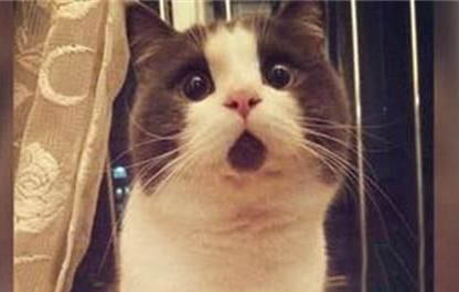 怎么让猫咪喜欢自己