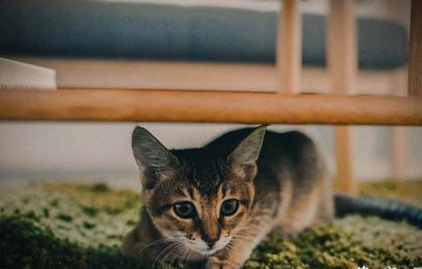 猫咪营养不良的表现症状有哪些