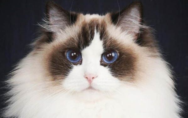 刚捡回来的小猫吃什么