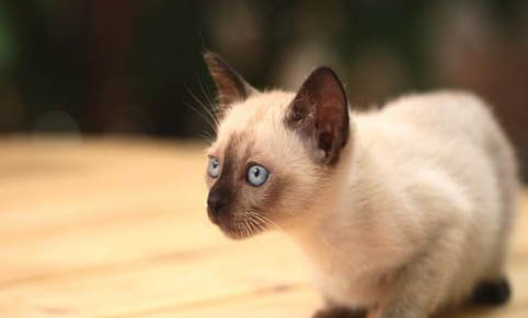 猫咪毛囊炎会传染给猫吗